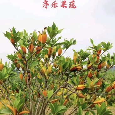 高产黄栀子种苗江西原产新品黄栀子苗很细发达