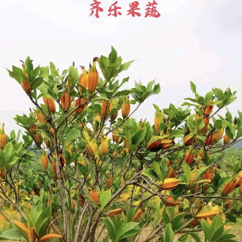 高产黄栀子种苗江西原产新品黄栀子苗很细发达