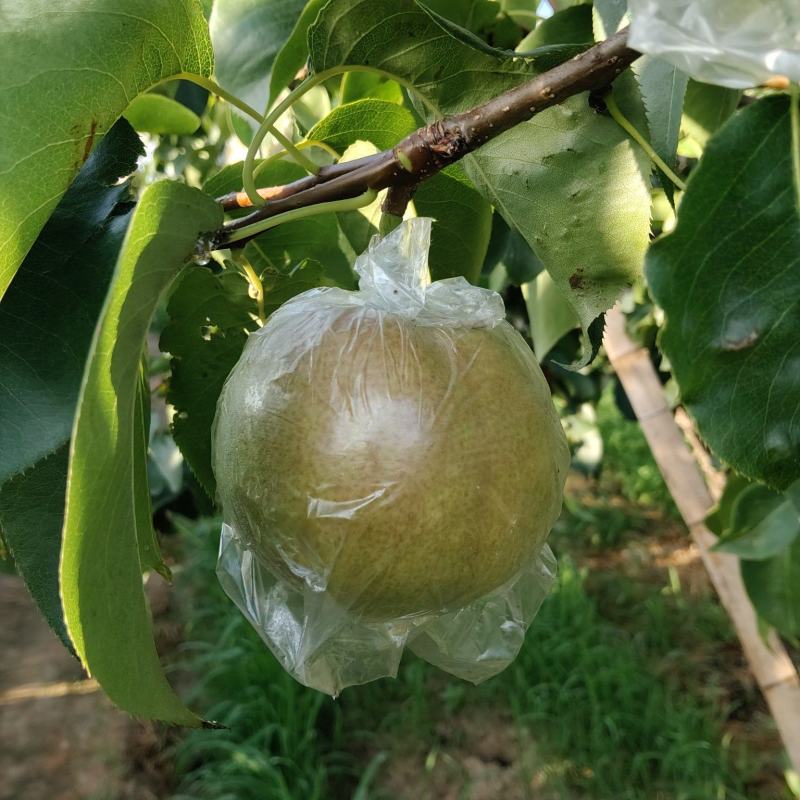 太原玉露香产扡种植400预售