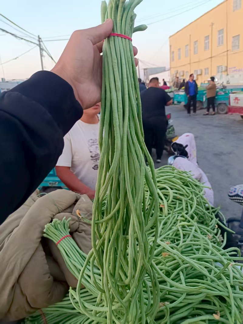 长豆角河南滑县万亩果蔬批发基地，大量上市中