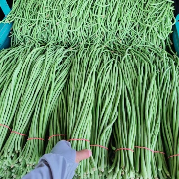 长豆角河南滑县万亩果蔬批发基地，大量上市中