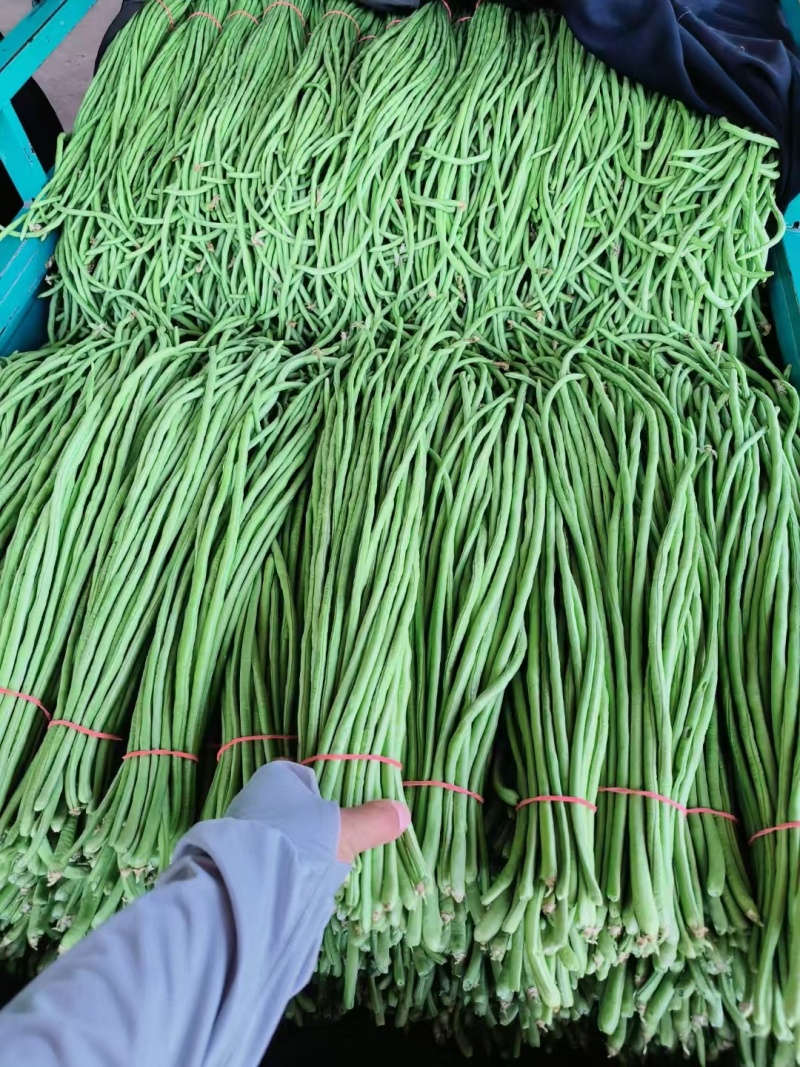 长豆角河南滑县万亩果蔬批发基地，大量上市中