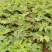 大通草白通草种苗基地直发江西通草种植湖南通草基地