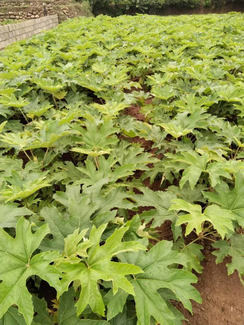 大通草白通草种苗基地直发江西通草种植湖南通草基地