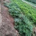 大通草白通草种苗基地直发江西通草种植湖南通草基地