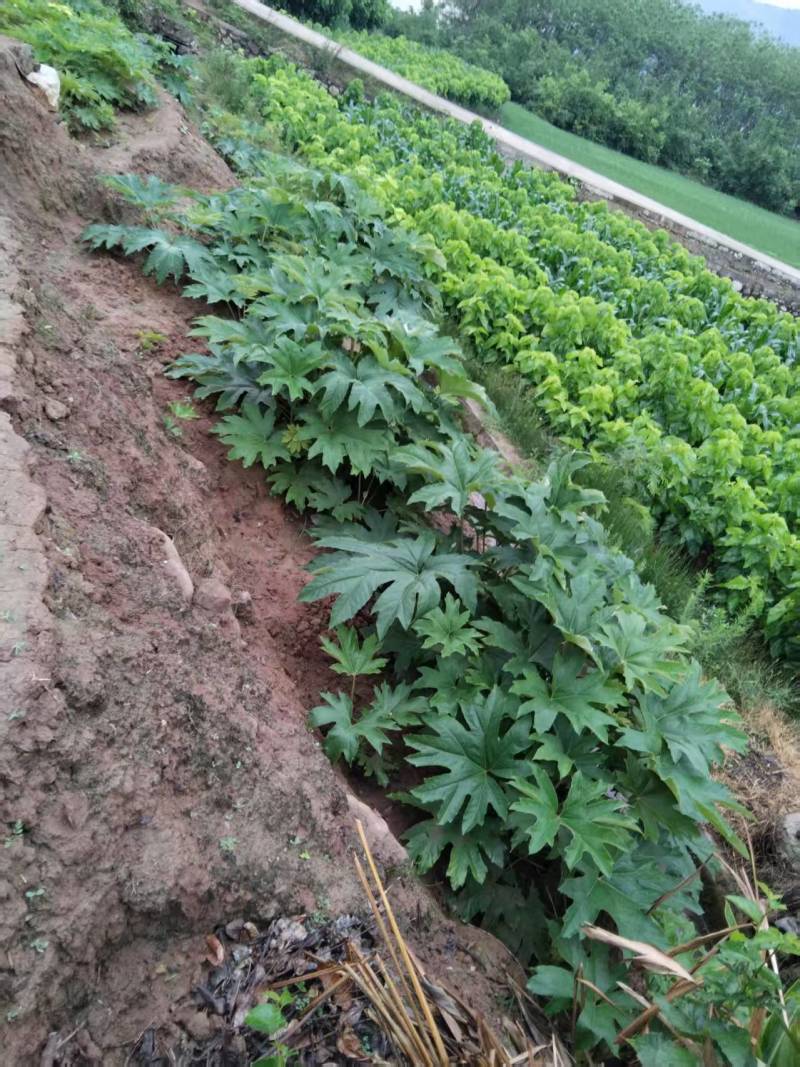 大通草白通草种苗基地直发江西通草种植湖南通草基地