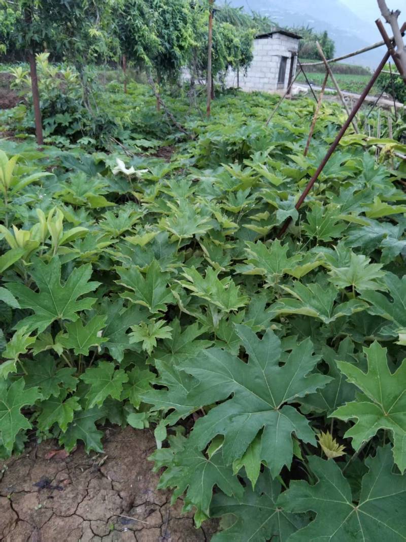 大通草白通草种苗基地直发江西通草种植湖南通草基地