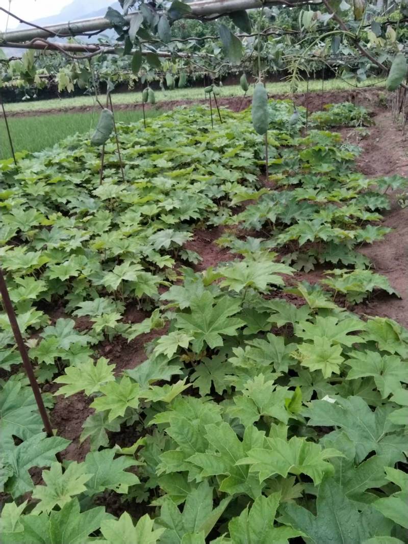 大通草白通草种苗基地直发江西通草种植湖南通草基地
