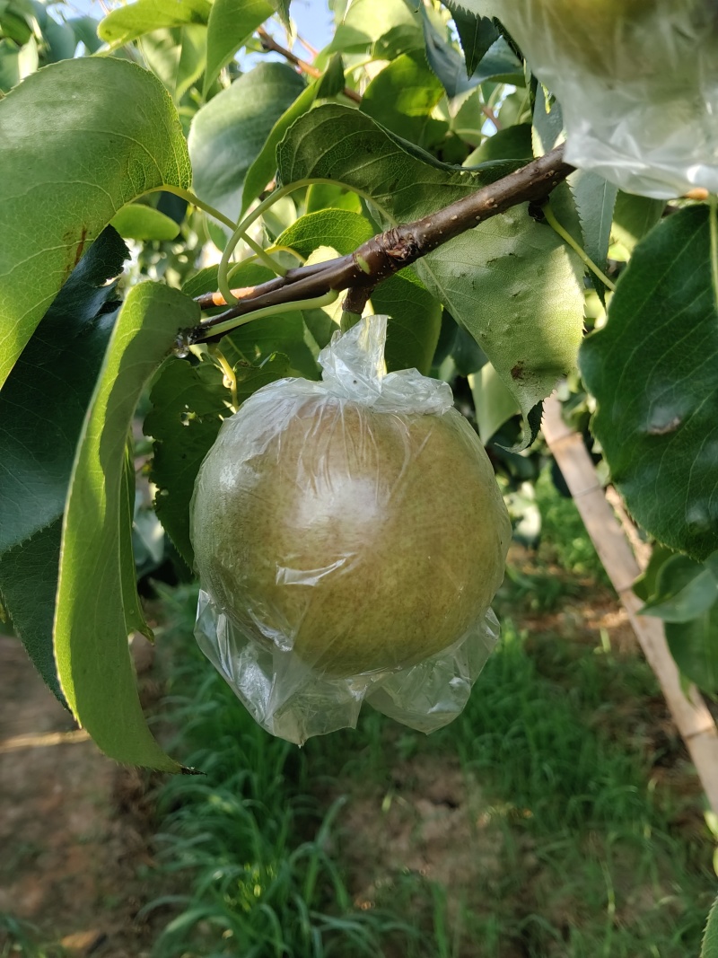 太原玉露香产扡种植400预售