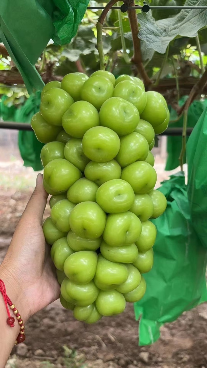 陕西阳光玫瑰已大量上市。优越的地理条件。生产出优质的果子