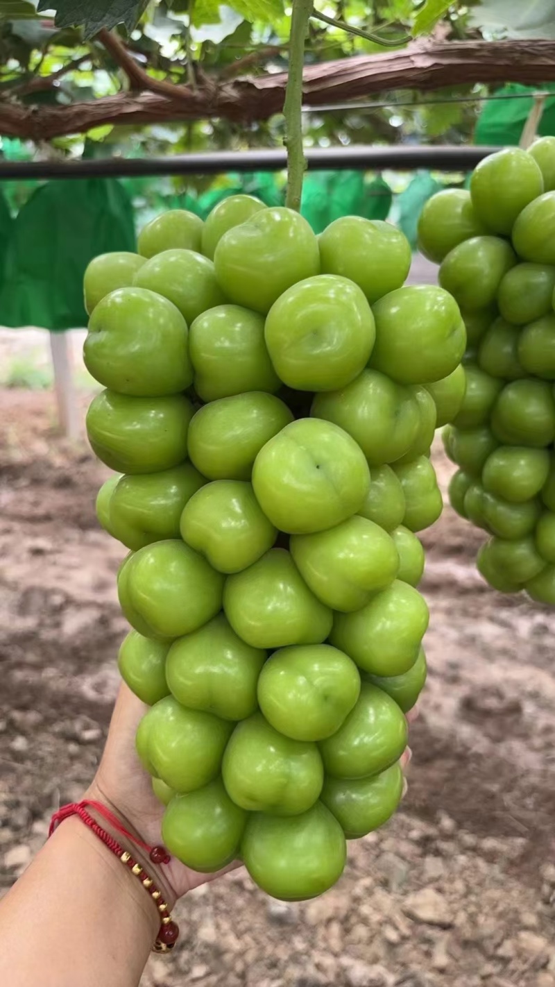 陕西阳光玫瑰已大量上市。优越的地理条件。生产出优质的果子