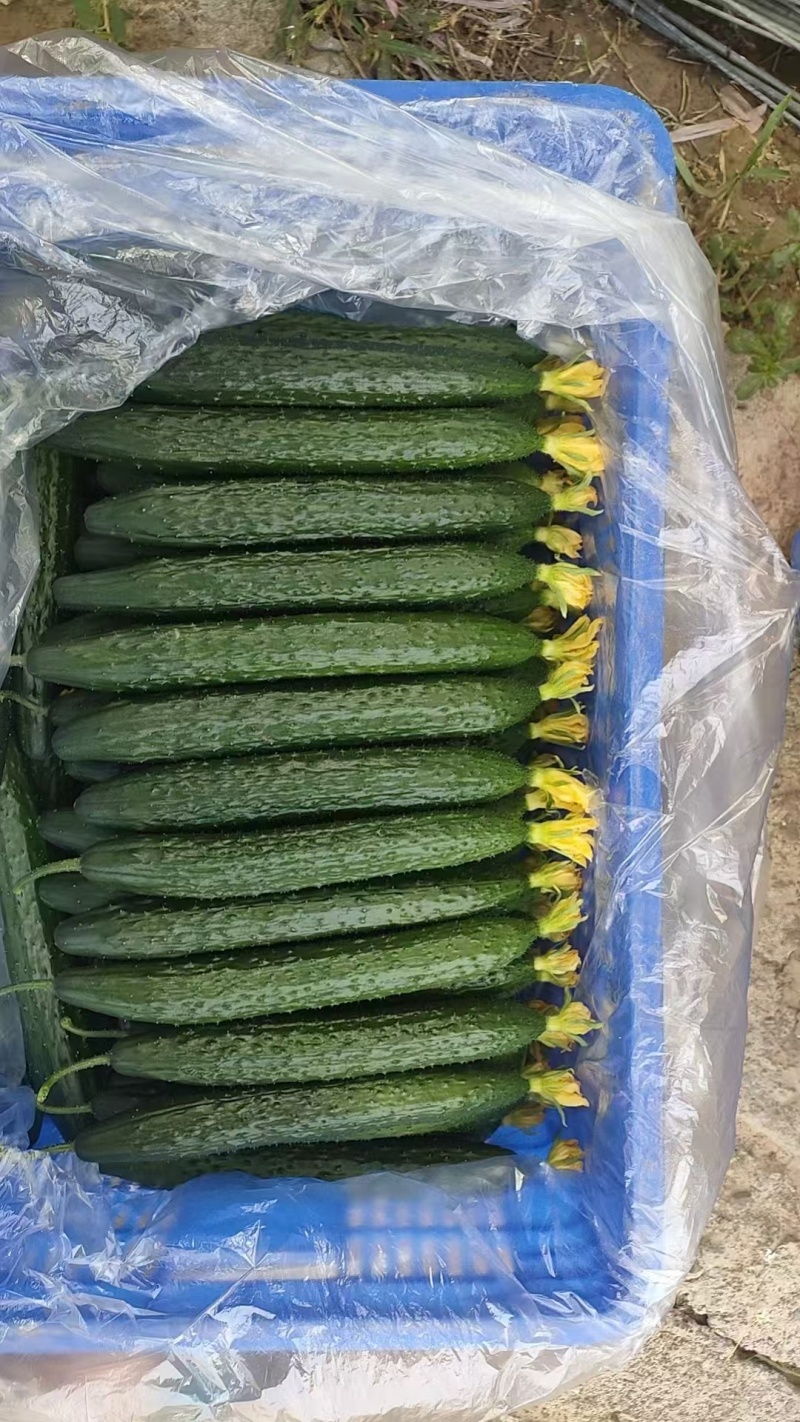 黄瓜河南滑县万亩果蔬基地，大量上市中，交通便利