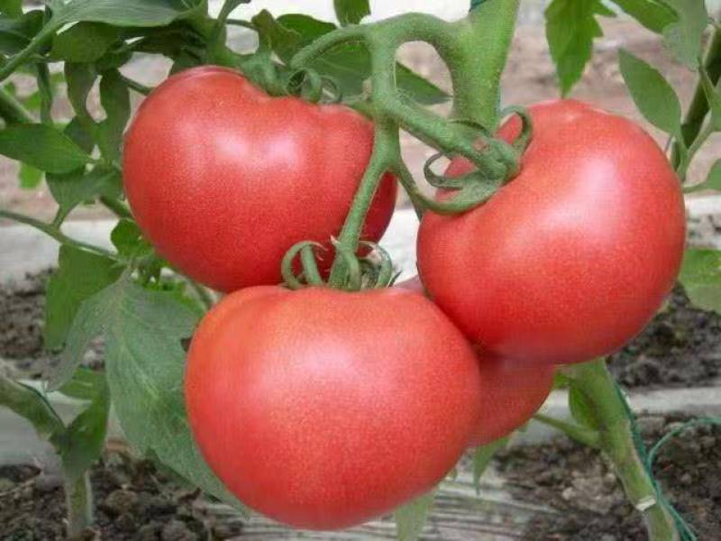硬粉西红柿苗大量供应基地直发/资质齐全/包成活全国