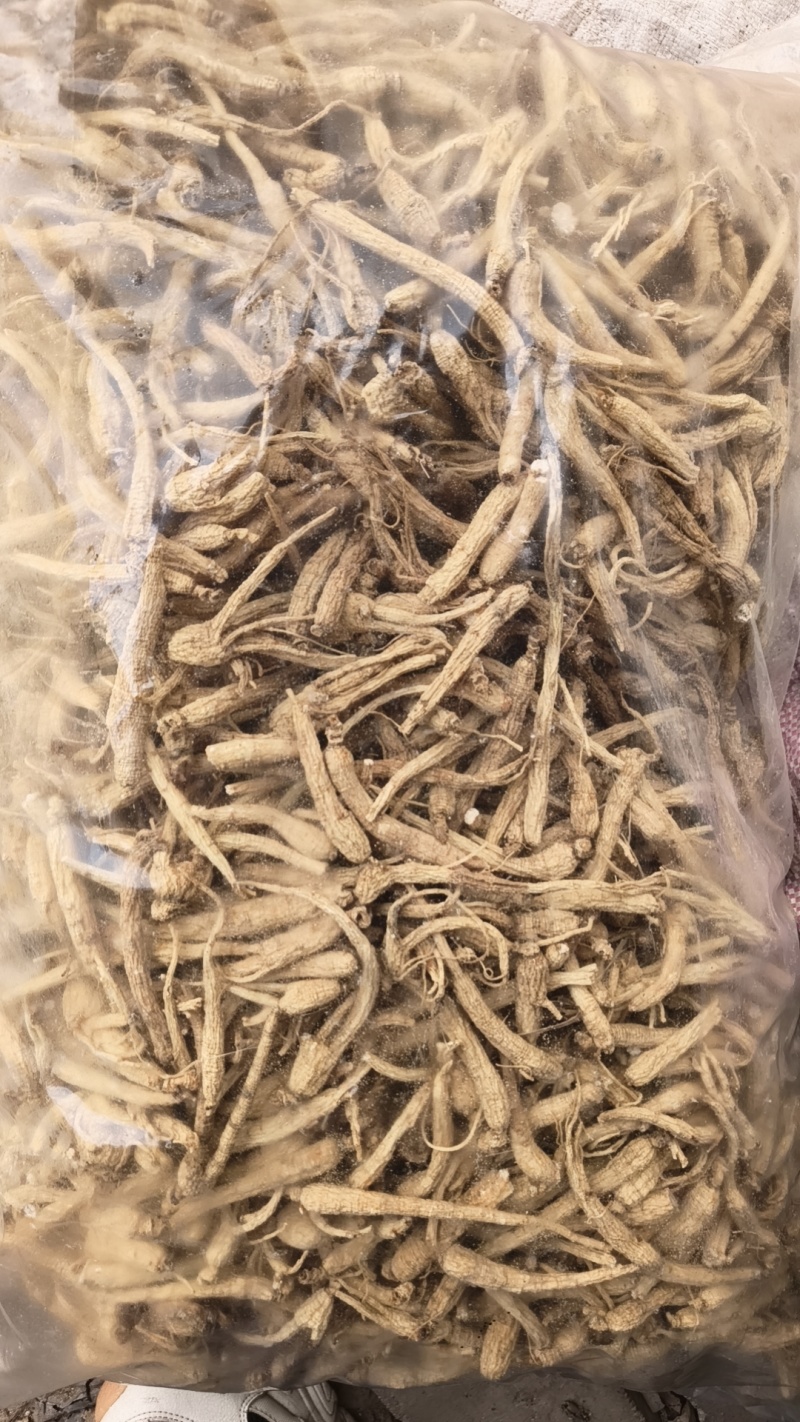 人参小颗人参人参投料白参正品生晒参