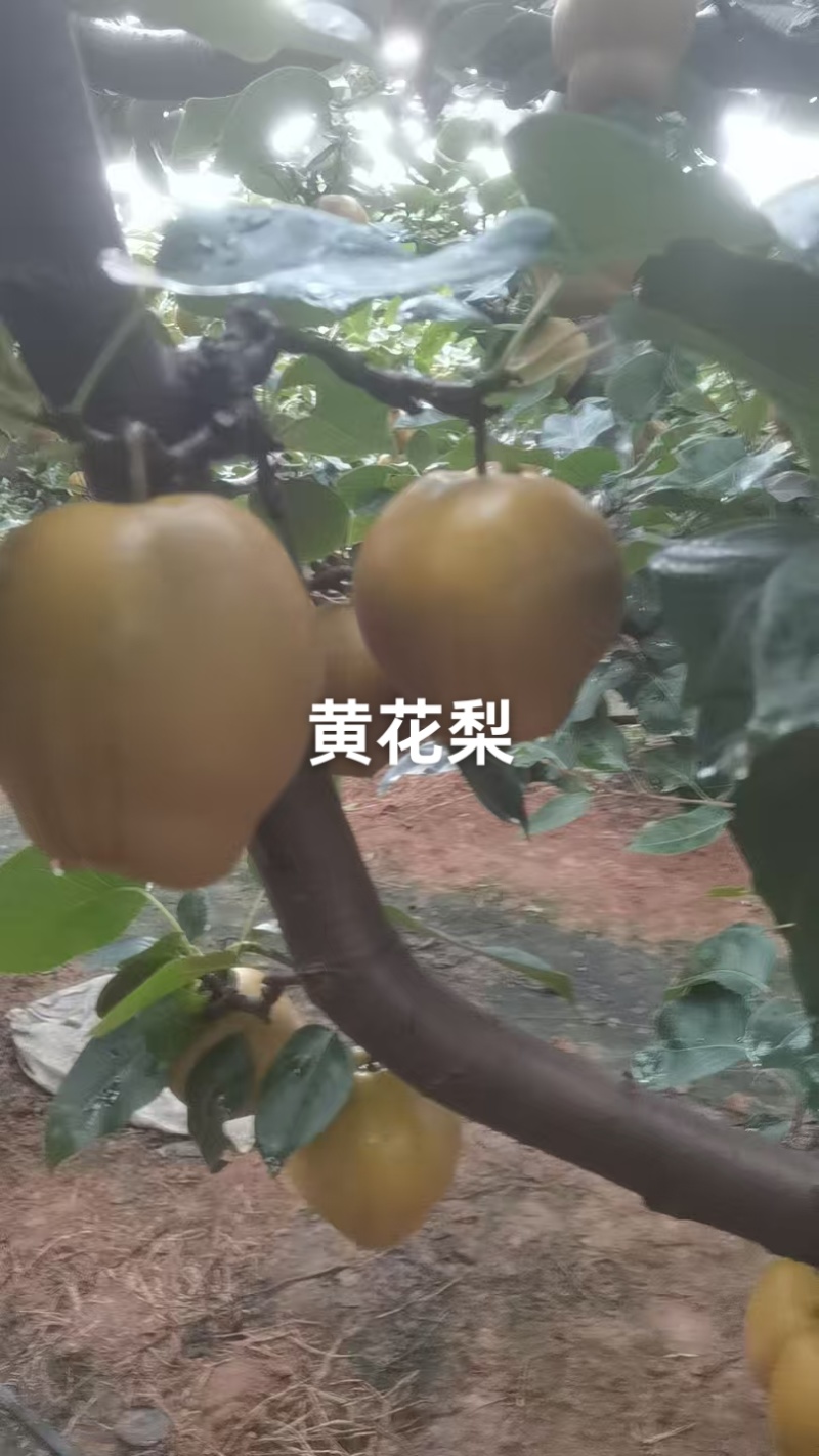 黄花梨已上市，个头大，果面干净，口感脆甜