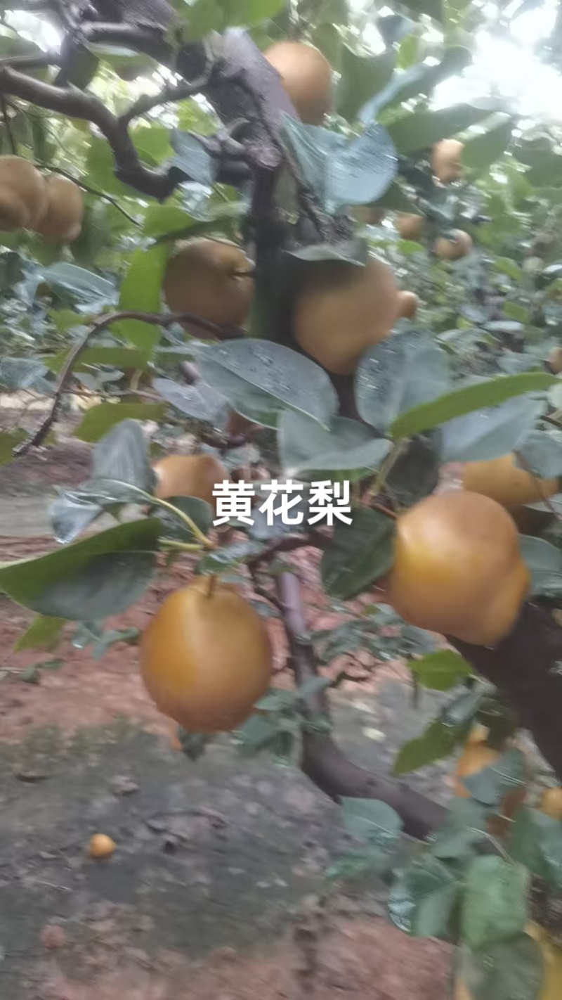 黄花梨已上市，个头大，果面干净，口感脆甜