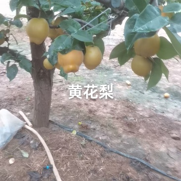 黄花梨已上市，个头大，果面干净，口感脆甜
