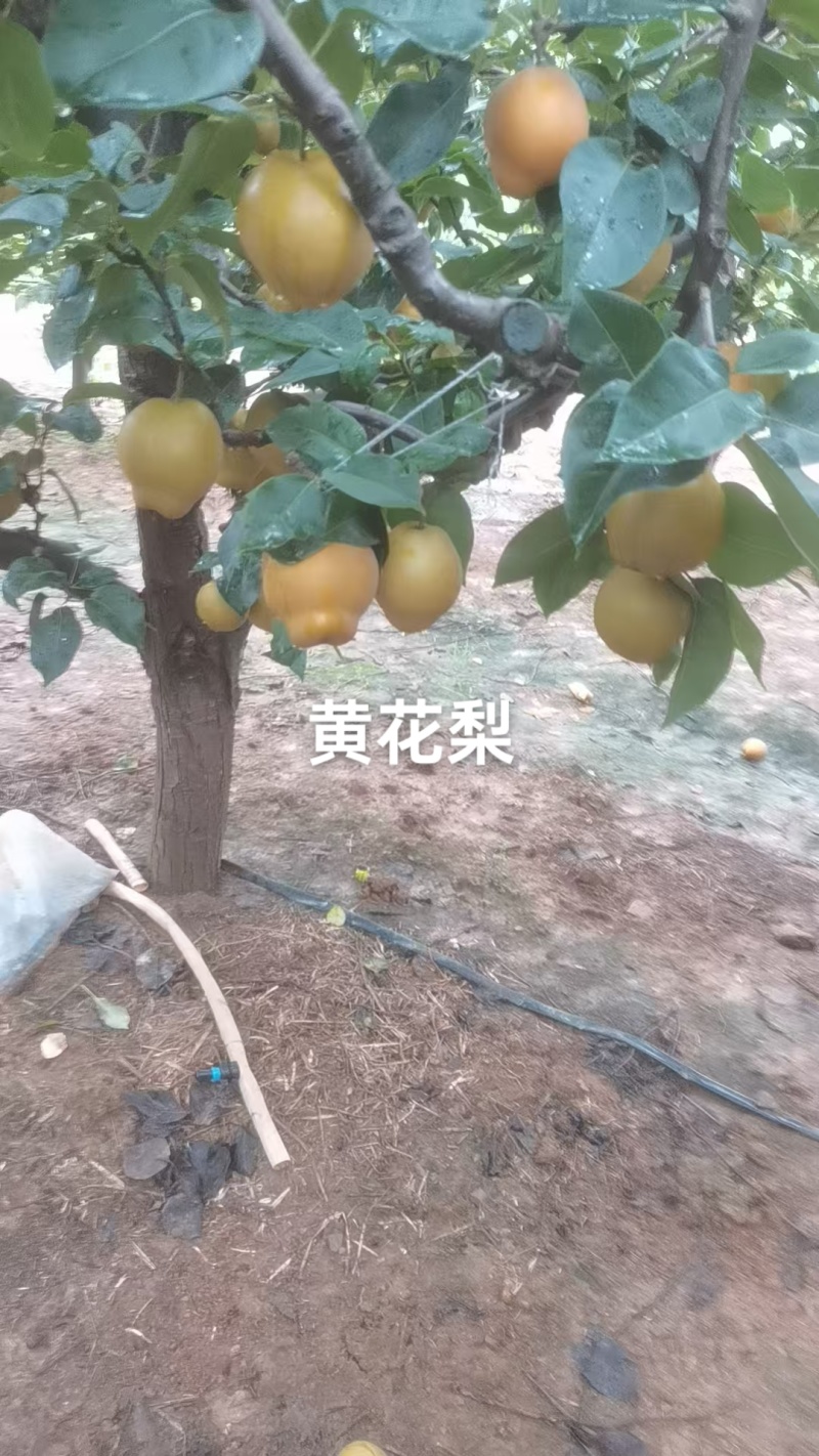 黄花梨已上市，个头大，果面干净，口感脆甜