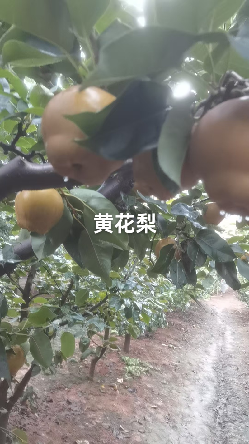 黄花梨已上市，个头大，果面干净，口感脆甜