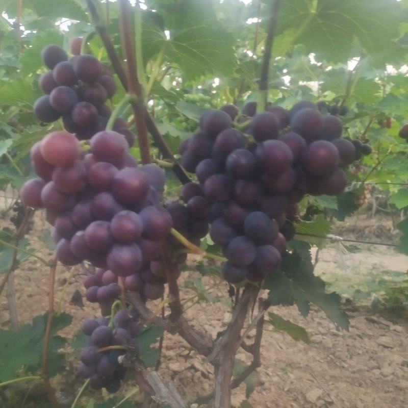山东省聊城冠县巨峰葡萄大量有货欢迎新老朋友定购