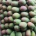 广西精品大台芒，整件带箱10斤，22个区域包邮。