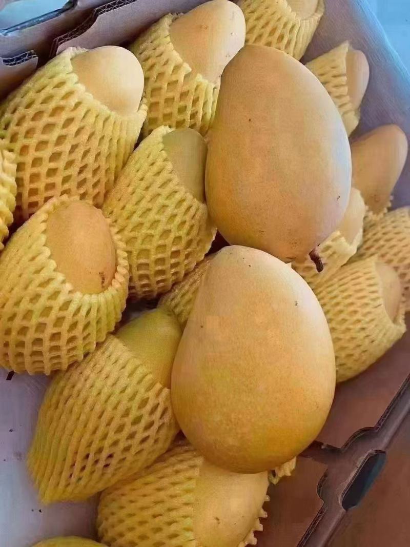 广西精品大台芒，整件带箱10斤，22个区域包邮。