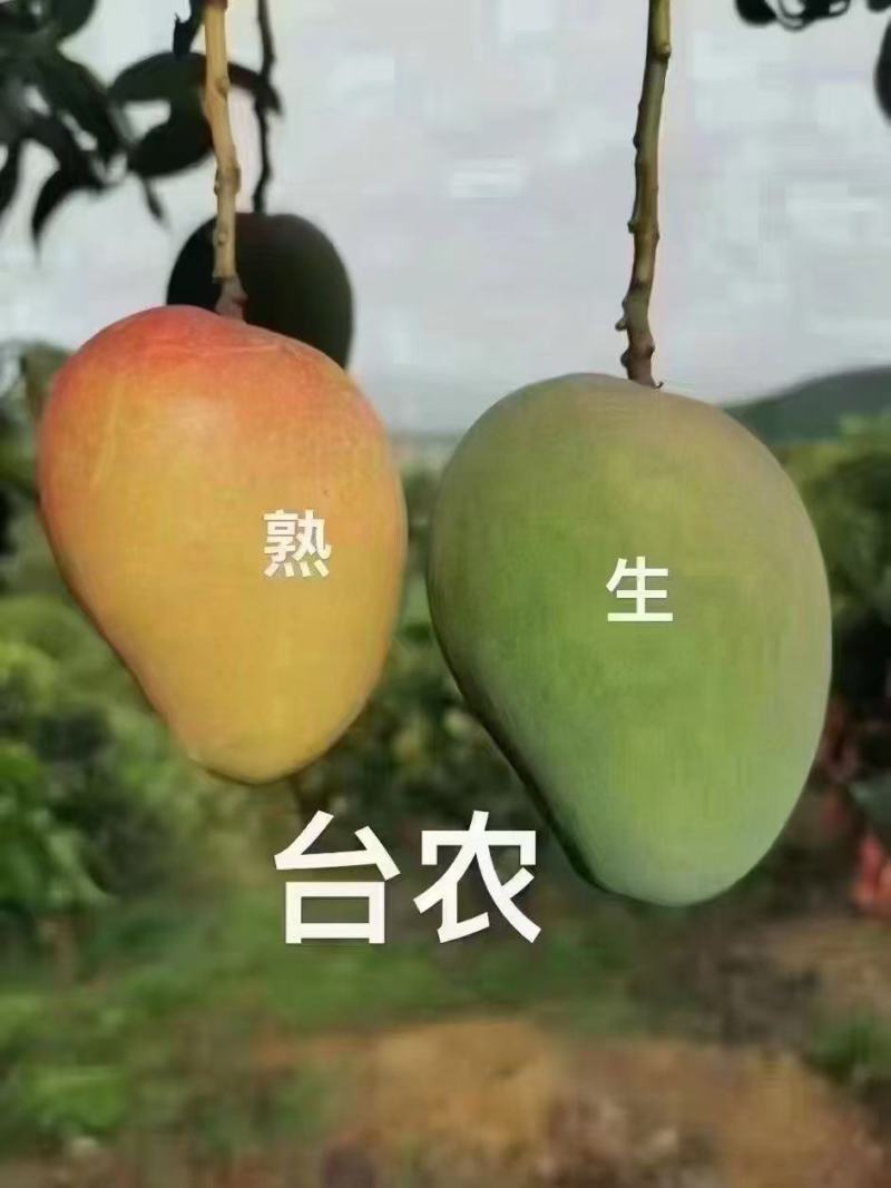 广西精品大台芒，整件带箱10斤，22个区域包邮。