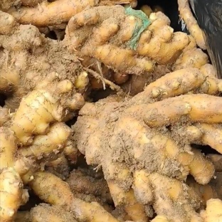 山东沂蒙山小黄姜产地直发量大价优对接市场对接商超