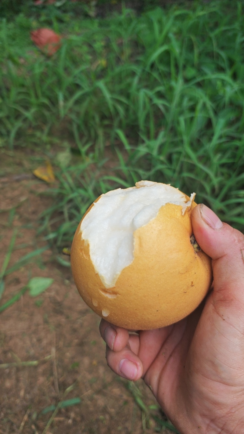 山东秋月梨