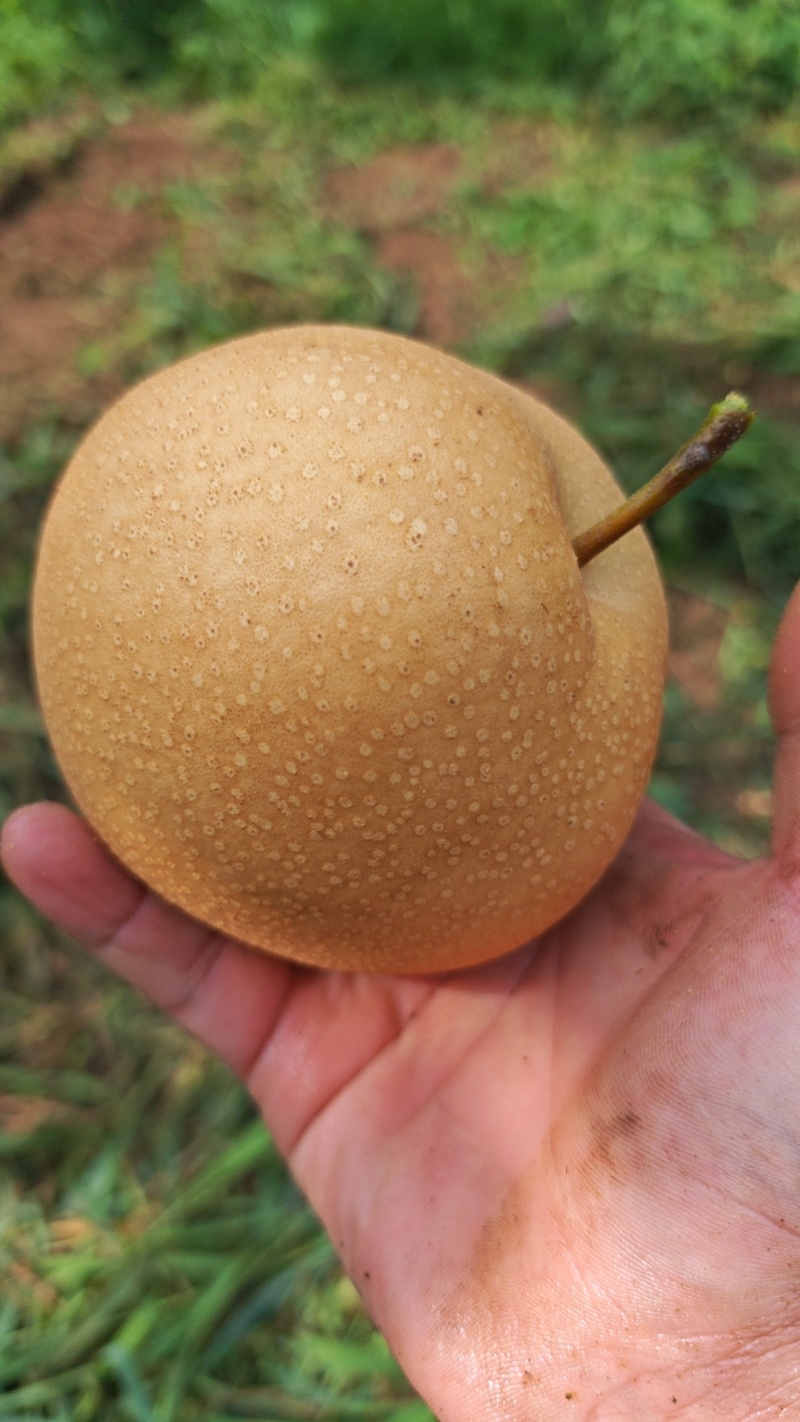 山东秋月梨