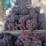 河北邢台威县巨峰葡萄大量上市了，口感好，糖分高。质量保证