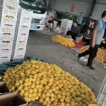 蟠桃，黄局油毛桃