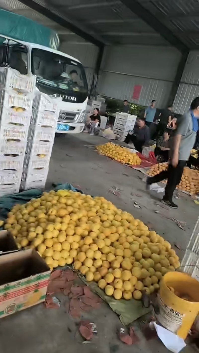 蟠桃，黄局油毛桃
