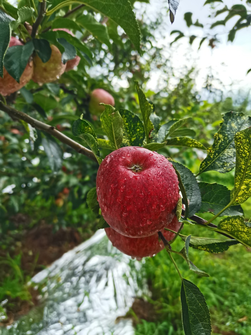 苹果