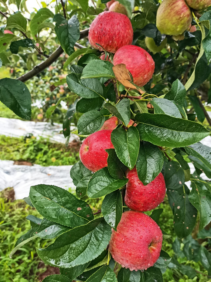 苹果