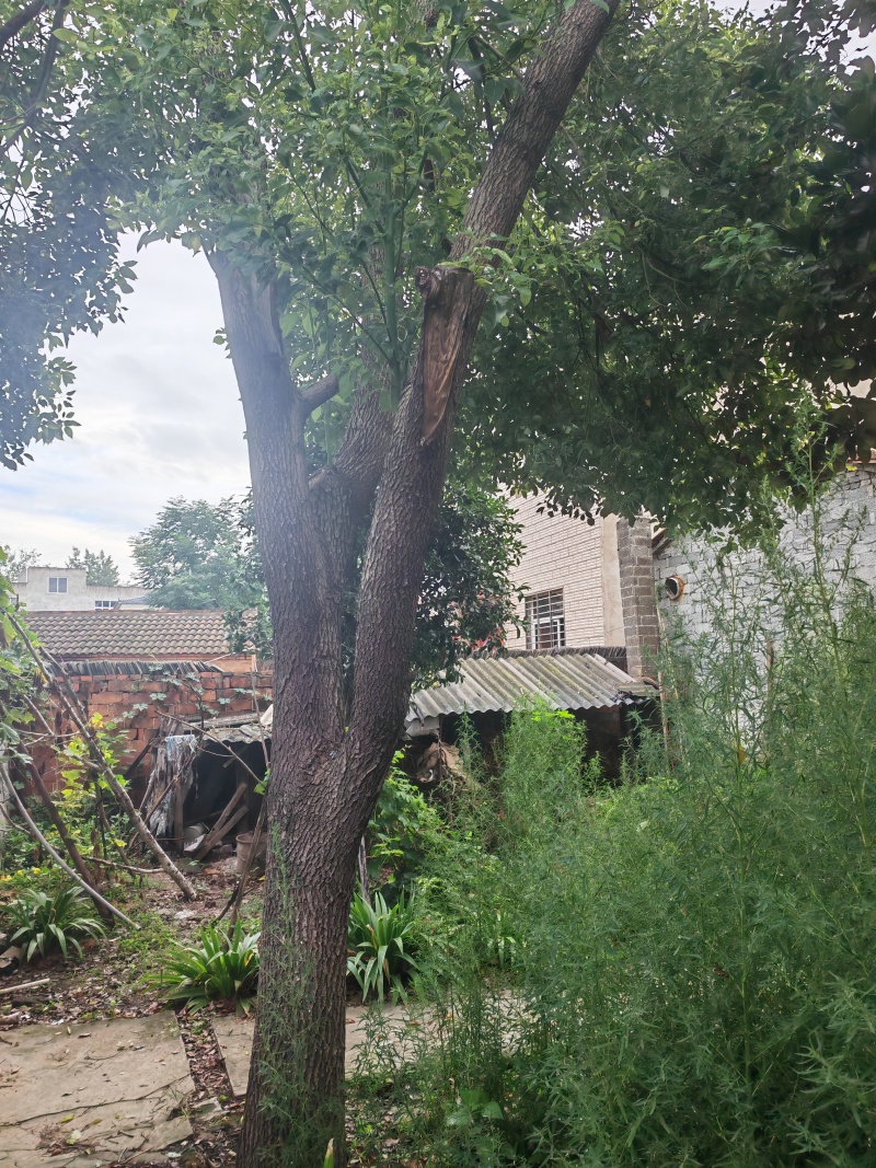 房屋拆迁，风景树需要出售