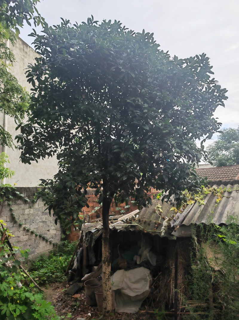 房屋拆迁，风景树需要出售