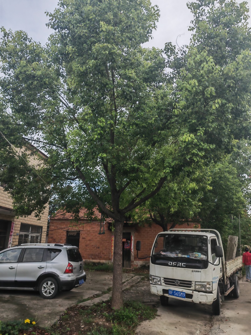 房屋拆迁，风景树需要出售