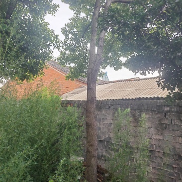 房屋拆迁，风景树需要出售