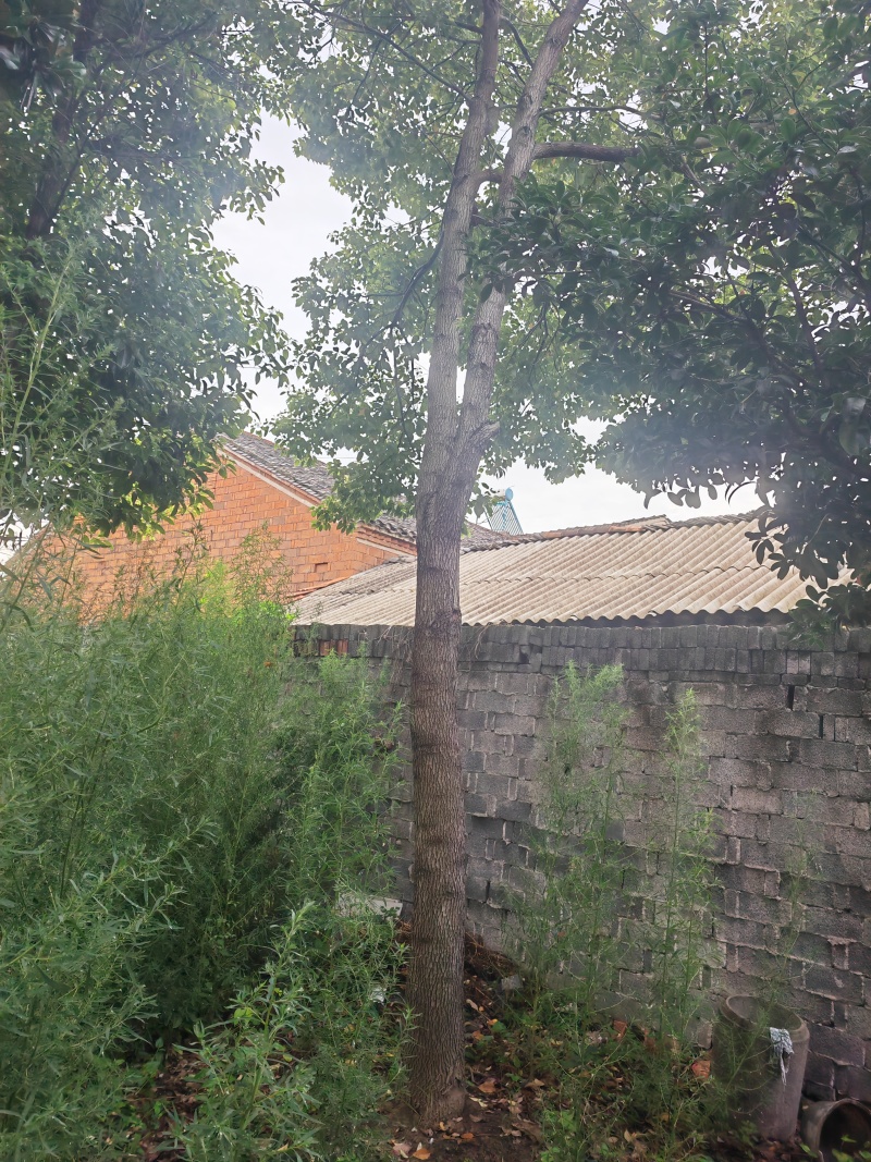 房屋拆迁，风景树需要出售