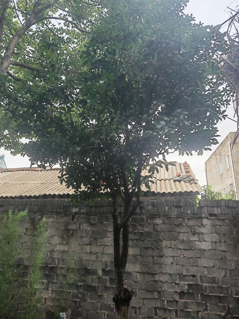 房屋拆迁，风景树需要出售