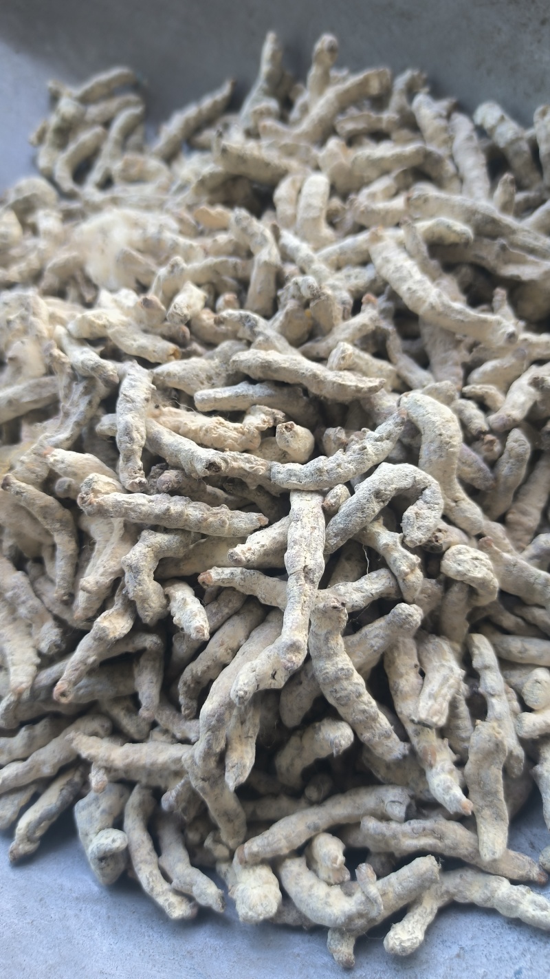 僵蚕正品僵蚕姜虫白僵蚕质量保证假一赔十量大从优