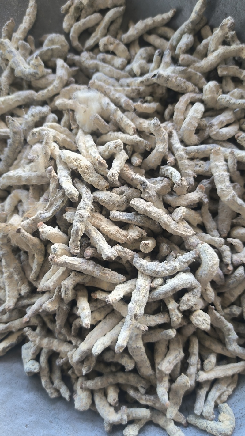 僵蚕正品僵蚕姜虫白僵蚕质量保证假一赔十量大从优