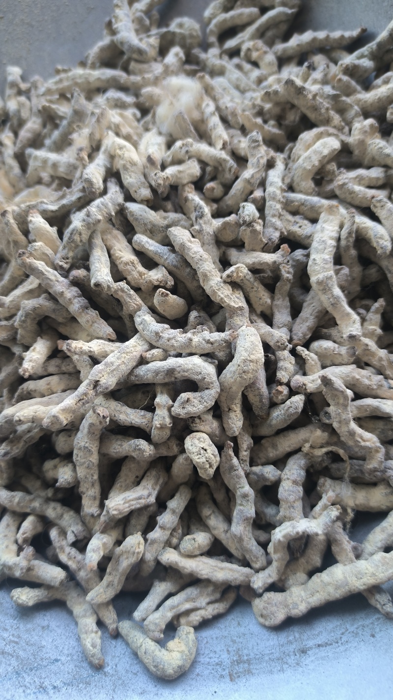 僵蚕正品僵蚕姜虫白僵蚕质量保证假一赔十量大从优