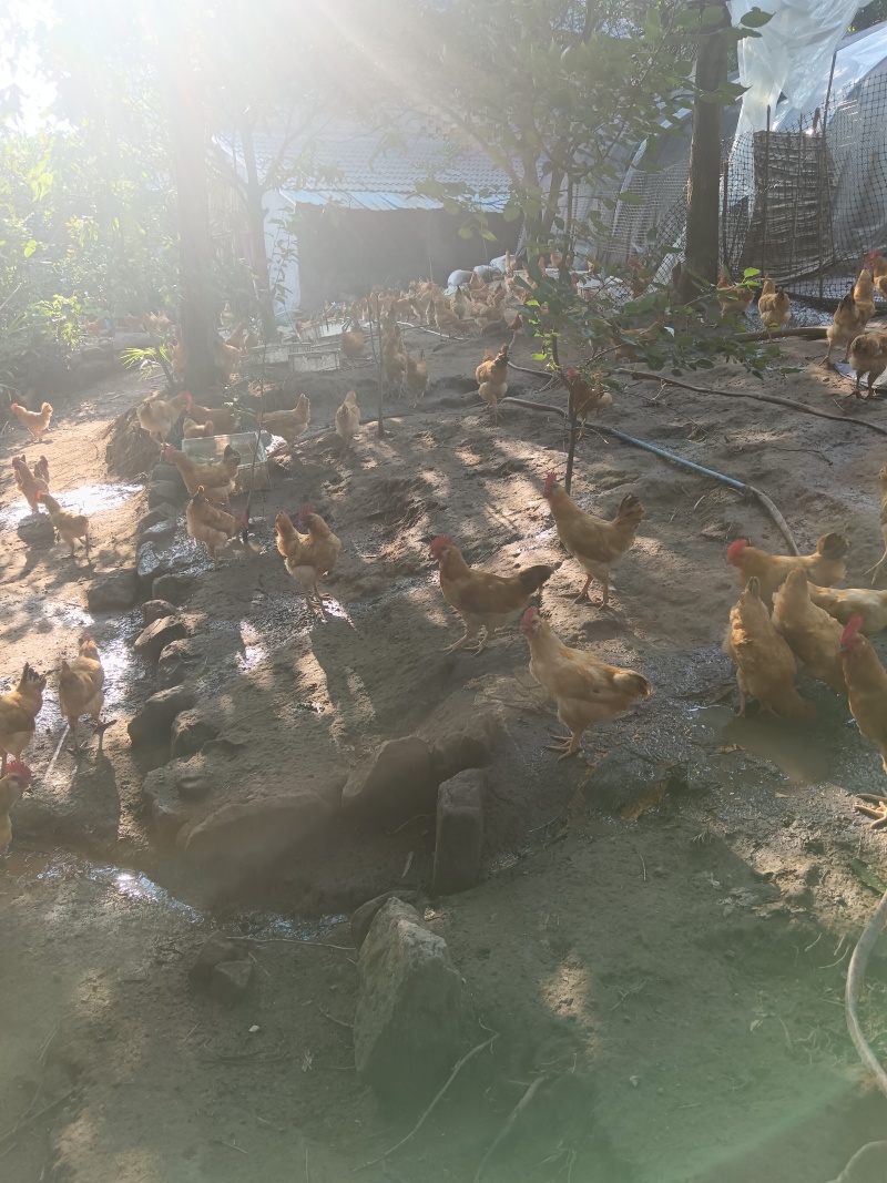 6个月的散养土鸡