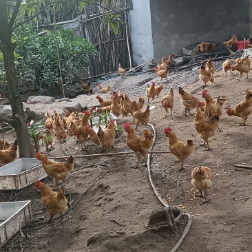 6个月的散养土鸡