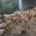6个月的散养土鸡