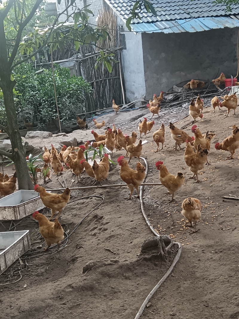 6个月的散养土鸡