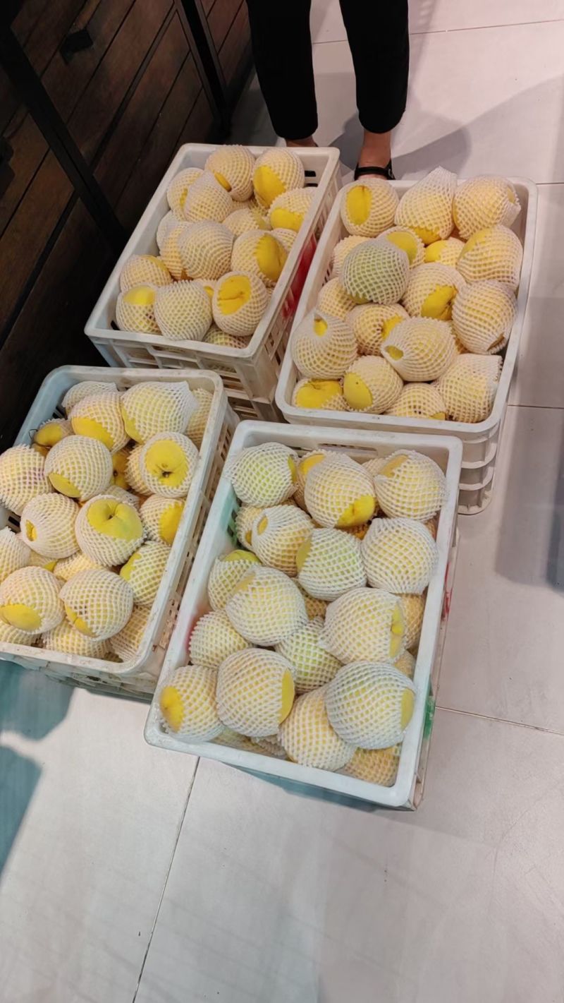 大家好正宗锦绣晚熟黄桃上市了