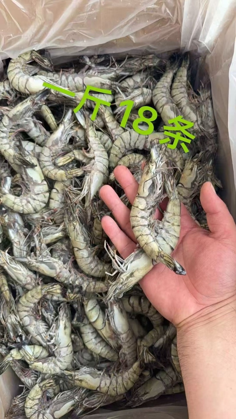 黑虎虾